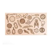 Puzzle éducatif en bois - les microbes responsables des maladies