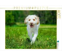 Puzzle · EIN hübsches Mädchen | Lagotto Romagnolo · jung Hündin · 1000 pièces · Format assemblé 64 × 48 cm · CALVENDO Puzzle