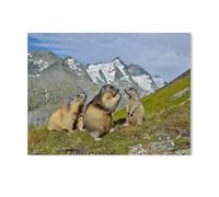 Puzzle en Bois 1000 Pièces,Marmottes,Adultes Enfants Assemblage De Puzzles Jouets(75x50cm)-AC92