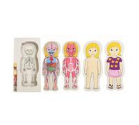 Puzzle en bois 5 couches corps humain pour enfants - Jouet d'apprentissage anatomique STE Muscles et organes 36 pièces, avec peau,