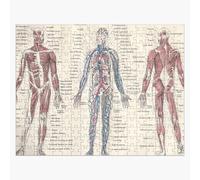 Puzzle en bois Adolphe Millot Anatomie humaine Encyclopédie Larousse Illustration scientifique ancienne Lithographie éducative 300 pièces 38x26 cm jouet décoration mu