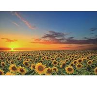 Puzzle en Bois De 1000 Pièces, pour Les Tournesols Au Coucher du Soleil Puzzles,Jeu D'Adresse pour Toute La Famille,pour Adultes Jeu Éducatif Défi Jouets 1000 Pièces,Puzzle Impossible