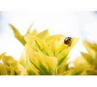 Puzzle en Bois de 2000 pièces avec coccinelles et Feuilles - Idéal pour Les Loisirs créatifs, Les fêtes et comme Cadeau d'amitié (14 Ans+). À partir de 14 Ans.