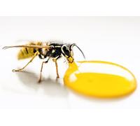 Puzzle en Bois de 2000 pièces représentant des guêpes en Train de se Nourrir. Idéal pour Un Cadeau d'amitié, des Loisirs et Une décoration de fête. À partir de 14 Ans.