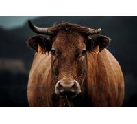 Puzzle en Bois de 2000 pièces représentant Une Vache Brune - Idéal pour Les Loisirs créatifs, Les fêtes et comme Cadeau d'amitié. À partir de 14 Ans.