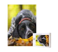 Puzzle en Bois de 300 pièces représentant Un Braque Allemand à Poil Court, idéal pour Les Chiens et Les Animaux de Compagnie en Automne. Un Divertissement Amusant pour Toute la Famille !
