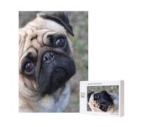 Puzzle en Bois de 300 pièces représentant Un Carlin Rigolo Qui Vous Regarde, pour Le Plaisir des Adultes et des familles.