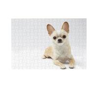 Puzzle en Bois de 300 pièces représentant Un Chihuahua, Animal Sauvage de Race Pure, avec boîte d'emballage pour Adultes.