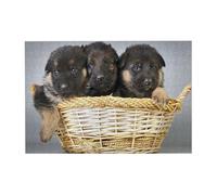 Puzzle en Bois de 300 pièces représentant Un Petit Berger Allemand, avec boîte d'emballage pour Adultes.