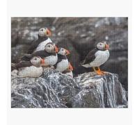 Puzzle en bois Magnifique faune, oiseaux macareux de l'océan 300 pièces 38x26 cm jouet décoration mur
