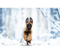 Puzzle en Bois pour Adulte 100 pièces Berger Belge Malinois Chien des neiges 45,5 x 35,5 cm