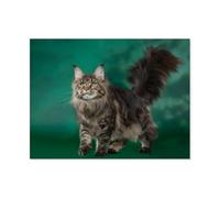 Puzzle en Bois pour Enfants 1000 Pièces，Chat Maine Coon，Créatif Mots Croisés Jeu Moderne Accueil Décoration Cadeau Unique（75x50cm）-F12