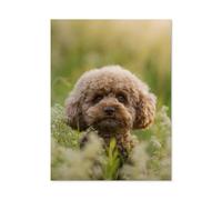Puzzle en Bois Puzzle Adulte 1000 Pièces，Caniche Nain dans Une Prairie d’été，Jeu De Décompression Cerveau Défi Difficulté Jouet Éducatif pour Enfants Puzzle Puzzles-P57