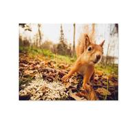 Puzzle en Bois Puzzle Adulte 1000 Pièces，Écureuil: Un Rongeur de la forêt，Jeu De Décompression Cerveau Défi Difficulté Jouet Éducatif pour Enfants Puzzle Puzzles-R17