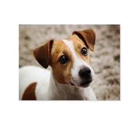 Puzzle en Papier 1000 pièces Adulte et Enfant Croissance Jeu de Puzzle，Jack Russell Terrier Animal，Apprentissage éducation Cerveau Teaser assemblée（50x70cm）-P98
