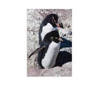 Puzzle en Papier 1000 Pièces，Manchots sauteurs, Isla de Los Pingüinos，Adultes Enfants Assemblage De Puzzles Jouets（38x26cm）-AR96