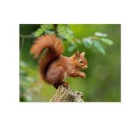 Puzzle en Papier De 1000 Pièces pour Adultes，Écureuil Roux，Jouets De Décompression Éducatifs Et Intellectuels, Jeux Familiaux Amusants pour Enfants（38x26cm）-E25