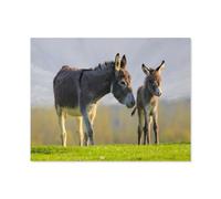 Puzzle en Papier De 1000 Pièces pour Adultes，Mignon Petit âneau Gris et sa mère dans Un pré Fleuri，Jouets De Décompression Éducatifs Et Intellectuels, Jeux Familiaux Amusants pour Enfants（50x70cm）-B5