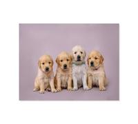 Puzzle en Papier De 1000 Pièces pour Adultes，Quatre Petits Chiots: Golden Retrievers Assis，Jouets De Décompression Éducatifs Et Intellectuels, Jeux Familiaux Amusants pour Enfants（38x26cm）-R45