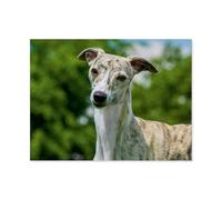 Puzzle en Papier De 1000 Pièces pour Adultes，Whippet，Jouets De Décompression Éducatifs Et Intellectuels, Jeux Familiaux Amusants pour Enfants（38x26cm）-AP57