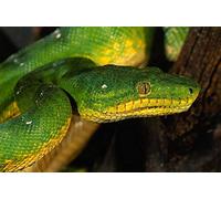 Puzzle en Papier pour Adulte 200 pièces - Puzzle Serpent Vert pour Adulte 200 pièces, Cadeaux d'anniversaire, décoration d'intérieur 35 x 25 cm