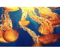 Puzzle en Papier pour Adultes 1000 pièces Papillon et planète - Puzzles Uniques pour se détendre pour Les Amateurs de Puzzles 38 x 52 cm