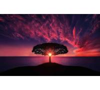 Puzzle en Papier pour Adultes 1000 pièces Papillon et planète - Puzzles Uniques pour se détendre pour Les Amateurs de Puzzles 50 x 70 cm