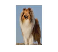 Puzzle en Papier pour Enfants 1000 Pièces，Collie，Mots Croisés Jeu Moderne Accueil Décoration Cadeau Unique（50x70cm）-AP18