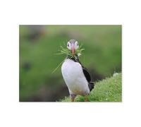 Puzzle en Papier pour Enfants 1000 Pièces，Les macareux Moines, Oiseaux Magiques de la mer du Nord，Mots Croisés Jeu Moderne Accueil Décoration Cadeau Unique（38x26cm）-G38