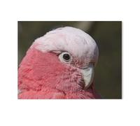 Puzzle en Papier pour Enfants 1000 Pièces，Rosakakadu，Mots Croisés Jeu Moderne Accueil Décoration Cadeau Unique（50x70cm）-AF54