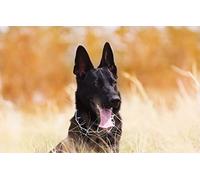Puzzle en Papier pour Enfants 500 pièces Berger Allemand 52 x 38 cm