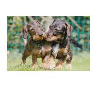 Puzzle en Papier Puzzle Jigsaw，Amitié des teckels，Classic Creative Classic Puzzle 1000 Pièces, Puzzles d'art Couleur（50x70cm）-Z39