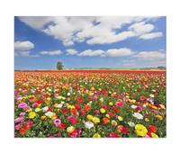 Puzzle en Papier Puzzle Jigsaw，Les Magnifiques renoncules des Jardins，Classic Creative Classic Puzzle 1000 Pièces, Puzzles d'art Couleur（38x26cm）-U59