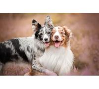 Puzzle Enfant 1000 pièces Enfants Deux Chiens Berger Australien 26x38CM