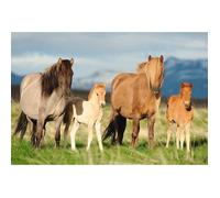 Schmidt-Spiele – Puzzle – Famille Cheval – 200 pièces – Animaux – Mixte – Dès 8 ans