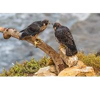 Puzzle Enfant 300 Pièces Oiseau Faucon Pèlerin 38x26CM