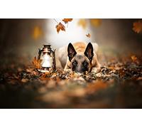 Puzzle Enfant garçon 100 pièces Chien Malinois Billy Sheepdog 45,5x35,5CM