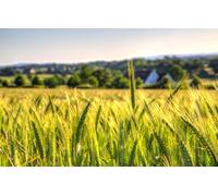 Puzzle Escape Room 1000 pièces, Beauté Naturelle, Blé, Champs, Paysage, Fermes, Champs de blé 38 x 52 cm