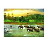 Puzzle Eurographics - Sauvez la planète ! Le règne animal, 1000 pièces multicolore G