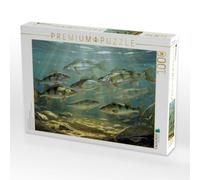 Puzzle · Fang den Moment. Fang den Barsch | Barsche im See · 1000 pièces · Format assemblé 64 × 48 cm · CALVENDO Puzzle