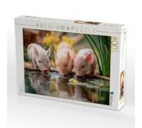 Puzzle · Ferkelglück | Frische Pause auf dem Bauernhof · 1000 pièces · Format assemblé 64 × 48 cm · CALVENDO Puzzle