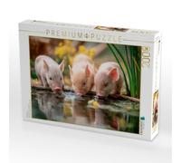 Puzzle · Ferkelglück | Frische Pause auf dem Bauernhof · 2000 pièces · Format assemblé 90 × 67 cm · CALVENDO Puzzle