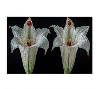 Puzzle Fleur, Puzzle 1000 Pièces Adultes, Puzzles 1000 Pièces Lis, Puzzles Bois de Qualité Supérieure avec Une Boîte d'emballage Exquise, pour Décoration Murale, Cadeau Femme, Cadeau Homme, -4298