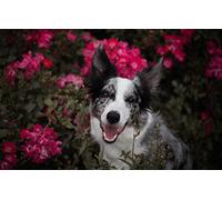 Puzzle Garçon 100 pièces Chien Border Collie 45,5 x 35,5 cm