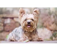 Puzzle Garçon Puzzle 3D 1000 Pièces Chien Yorkshire Terrier 52x38CM