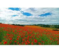 Puzzle géant Adulte 500 pièces Beauté Naturelle, Champ de Coquelicots, Champ 52x38CM