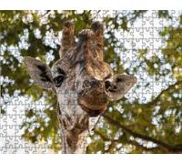 Puzzle Girafe de 7000 pièces : Le Plus Beau Jeu de décoration d'intérieur (14 Ans+)