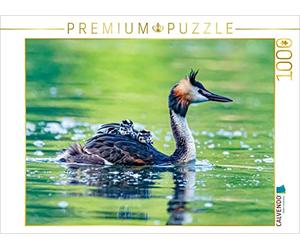 Puzzle · Grèbe huppé avec Son Petit | Taxi pour les grèbes huppés · 1000 pièces · Format assemblé 64 × 48 cm · CALVENDO Puzzle