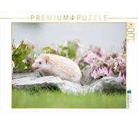 Puzzle · Hérisson à ventre blanc d'Afrique - Les insectes sont un régal | 1000 pièces · Format assemblé 64 × 48 cm · CALVENDO Puzzle
