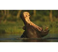 Puzzle | Hippopotame aux Dents géantes | 1000 pièces | 70 x 50 cm